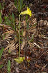 Yellow butterwort